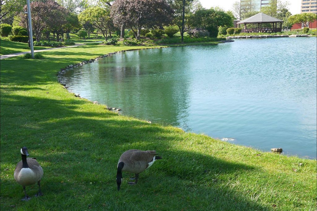 Geese at Dunne Park in Rosemont